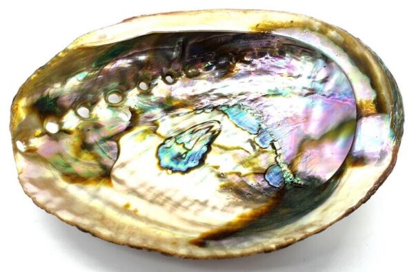 Anima Eterea -Conchiglia Abalone Arcobaleno 10-12 cm